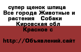 супер щенок шпица - Все города Животные и растения » Собаки   . Кировская обл.,Красное с.